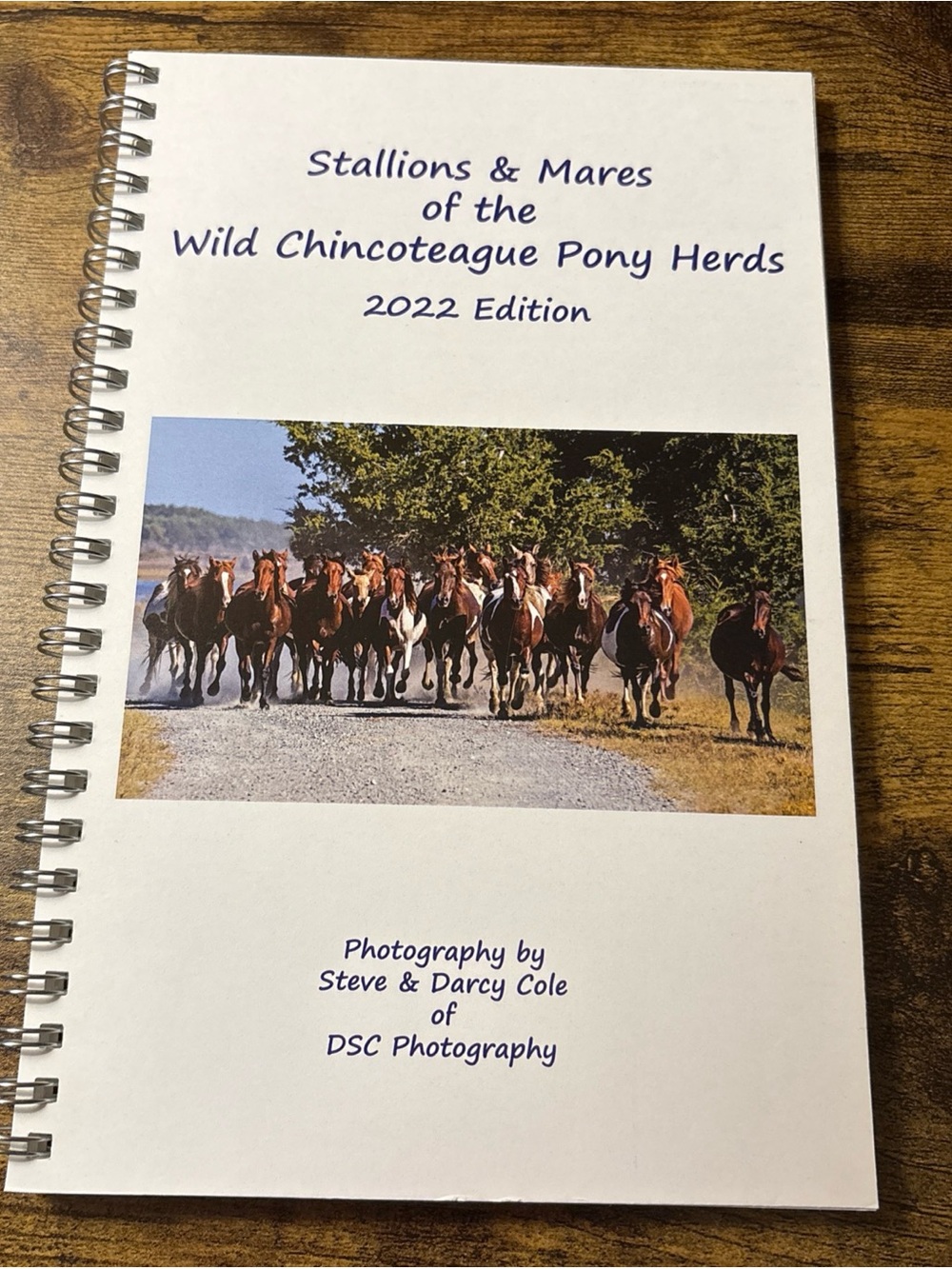Stallions & Mares Of The Chincoteague Wild Ponies 2022 Edition - DSC Photography